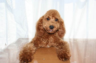 トイプードルレッドの子犬オス、生後半年画像