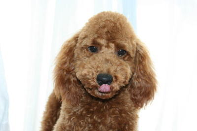 トイプードルレッドの子犬オス、生後半年画像