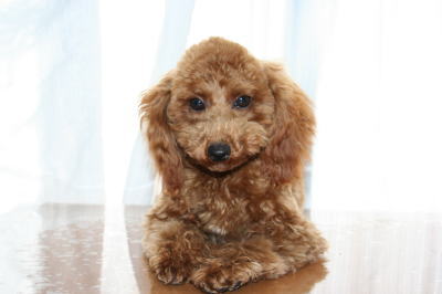 トイプードルレッドの子犬メス、生後半年画像