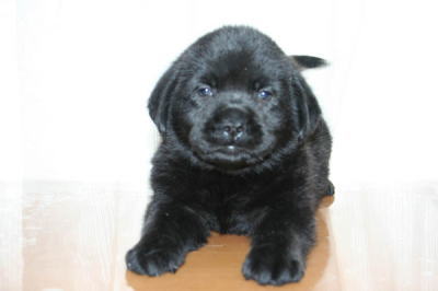 ラブラドールブラック(黒ラブ)の子犬メス画像