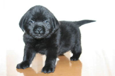 ラブラドールブラック(黒ラブ)の子犬メス画像
