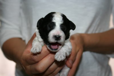 トイプードル白黒パーティー(ホワイト＆ブラック)の子犬オス画像