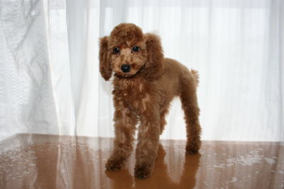 トイプードルレッドの子犬オス、生後3ヵ月半画像