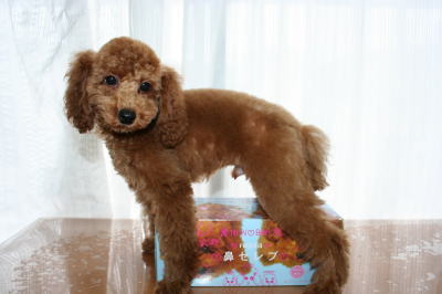 トイプードルレッドの子犬オス、生後3ヵ月半画像
