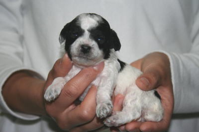 トイプードル白黒パーティー（ホワイト＆ブラック）の子犬メス、生後2週間画像