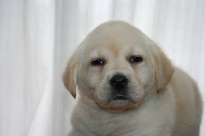 ラブラドールイエロー（クリーム色）の子犬オス、生後50日画像