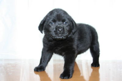 ラブラドールブラック（黒ラブ）の子犬メス、生後50日画像