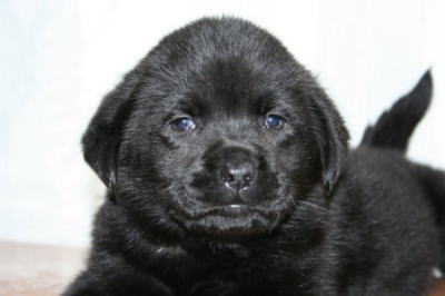 ラブラドールブラック（黒ラブ）の子犬メス、生後50日画像