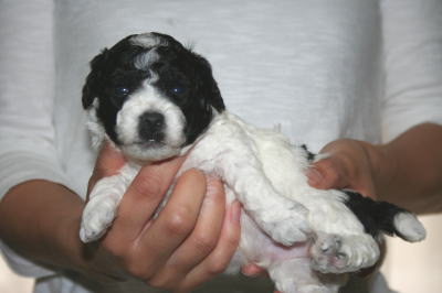 トイプードル白黒パーティー（ホワイト＆ブラック）の子犬オス、生後3週間画像