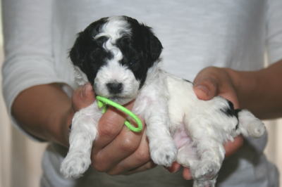 トイプードル白黒パーティー（ホワイト＆ブラック）の子犬オス、生後3週間画像