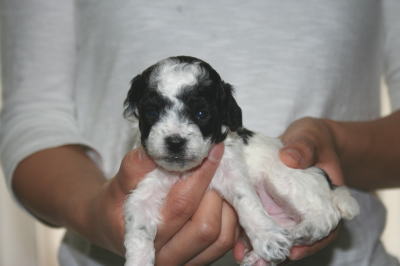 トイプードル白黒パーティー（ホワイト＆ブラック）の子犬メス、生後3週間画像