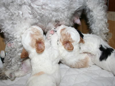 トイプードルパーティーカラーの子犬オスメス、生後3週間画像