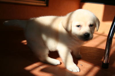 ラブラドールイエロー（クリーム色）の子犬オス、生後2ヶ月画像