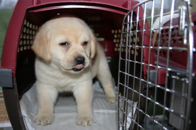 ラブラドールイエロー（クリーム色）の子犬オス、生後2ヶ月画像