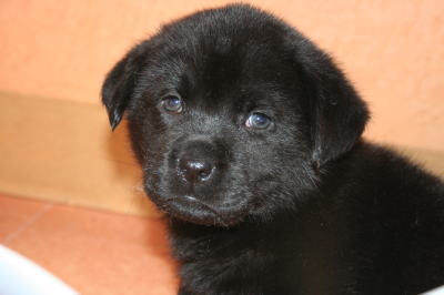 ラブラドールブラック（黒ラブ）の子犬メス、生後2ヶ月画像