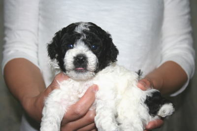 トイプードル白黒パーティー（ホワイト＆ブラック）の子犬オス、生後4週間画像