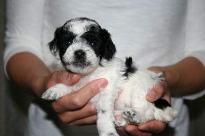 トイプードル白黒パーティー（ホワイト＆ブラック）の子犬メス、生後4週間画像