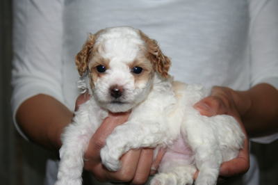 トイプードルパーティーカラーの子犬メス、生後4週間画像