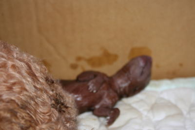 トイプードルレッド犬の出産画像