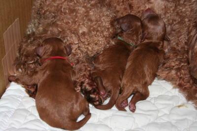トイプードルレッド犬の出産画像