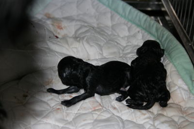 トイプードルブラック、犬の出産（お産）画像