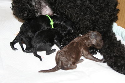 トイプードルブラック、犬の出産（お産）画像