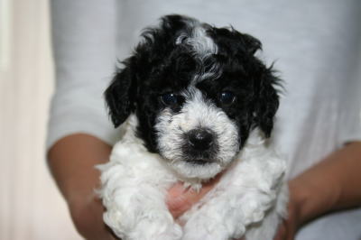 トイプードル白黒パーティーカラー（ホワイト＆ブラック）の子犬オス、生後4週間画像