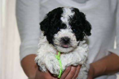 トイプードル白黒パーティーカラー（ホワイト＆ブラック）の子犬オス、生後4週間画像