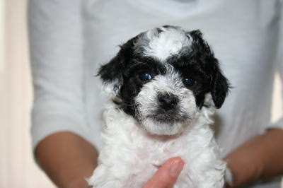 トイプードル白黒パーティーカラー（ホワイト＆ブラック）の子犬メス、生後4週間画像