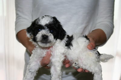 トイプードル白黒パーティーカラー（ホワイト＆ブラック）の子犬メス、生後4週間画像
