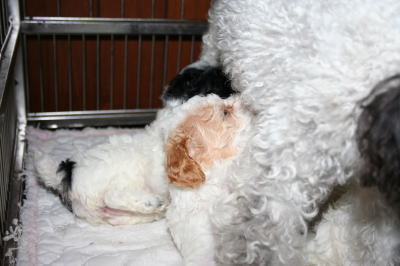 トイプードルパーティーカラーの子犬オスメス、生後４週間