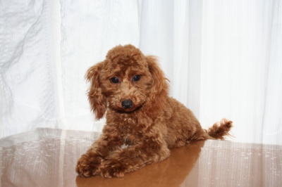 トイプードルレッドの子犬メス、生後７ヶ月画像