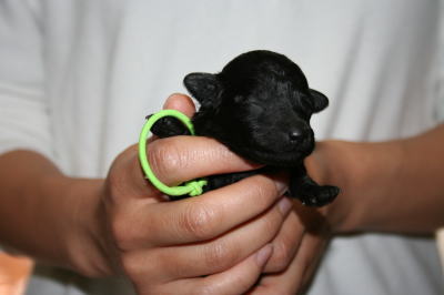 トイプードルブラック（黒色）の子犬オス、生後1週間画像