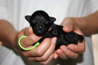 トイプードルブラック（黒色）の子犬オス、生後1週間画像