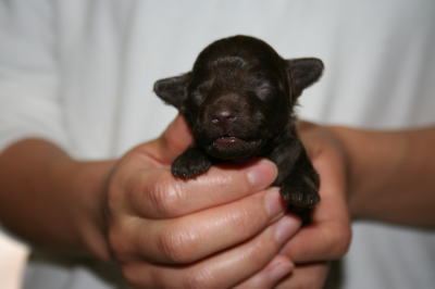 トイプードルブラウン（チョコレート色）の子犬オス、生後1週間画像