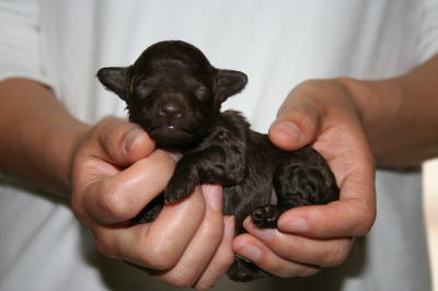トイプードルブラウン（チョコレート色）の子犬オス、生後1週間画像