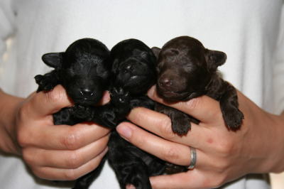 トイプードルブラックブラウンの子犬オス、生後1週間画像