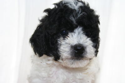 トイプードル白黒パーティーカラー（ホワイト＆ブラック）の子犬オス、生後6週間画像