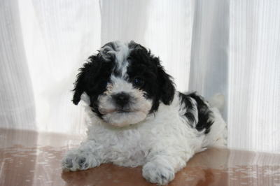 トイプードル白黒パーティーカラー（ホワイト＆ブラック）の子犬オス、生後6週間画像