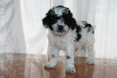トイプードル白黒パーティーカラー（ホワイト＆ブラック）の子犬メス、生後6週間画像