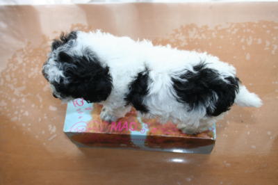 トイプードル白黒パーティーカラー（ホワイト＆ブラック）の子犬メス、生後6週間画像
