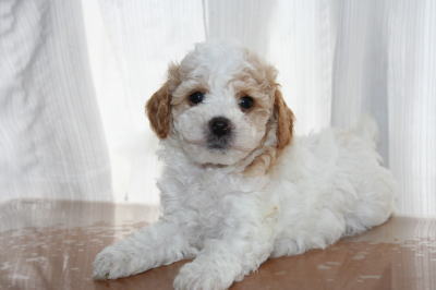 トイプードルホワイト＆レッドパーティーカラーの子犬オス、生後6週間画像