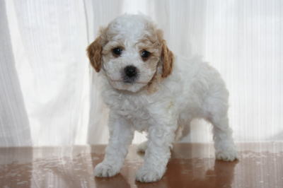 トイプードルホワイト＆レッドパーティーカラーの子犬オス、生後6週間画像