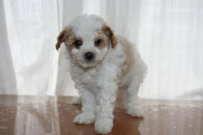 トイプードルホワイト＆レッドパーティーカラーの子犬メス、生後6週間画像