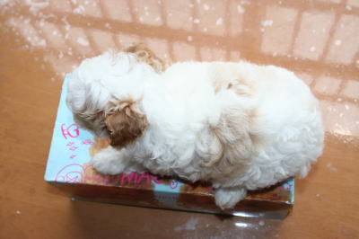 トイプードルホワイト＆レッドパーティーカラーの子犬メス、生後6週間画像