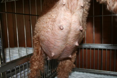 トイプードルレッド成犬妊娠犬画像