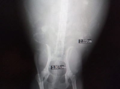 トイプードル犬の出産前骨盤レントゲン写真