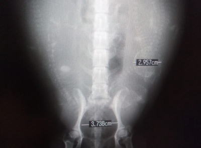 ミニチュアダックス犬の出産前骨盤レントゲン写真