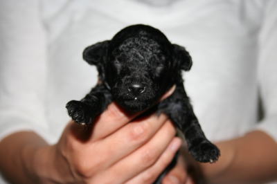 トイプードルブラック（黒色）の子犬オス、生後2週間画像