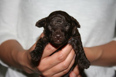 トイプードルブラウン（チョコレート色）の子犬オス、生後2週間画像